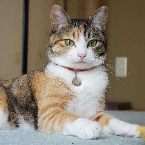 黑料吃瓜多肉小野猫可以吃吗,多肉小野猫的饮食揭秘